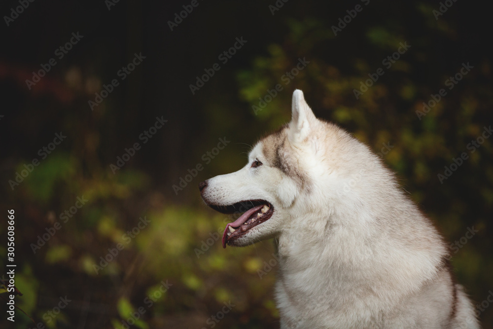 Close-up Portrait of gorgeous Beige Siberian Husky in fall season on a forest background. Close-up Portrait of gorgeous Beige Siberian Husky in fall season on a forest background.