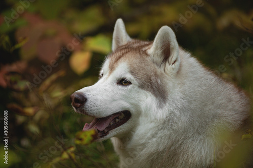 Close-up Portrait of gorgeous Beige Siberian Husky in fall season on a forest background.