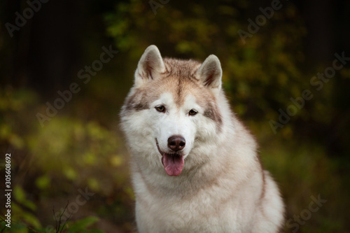 Close-up Portrait of gorgeous Beige Siberian Husky in fall season on a forest background.