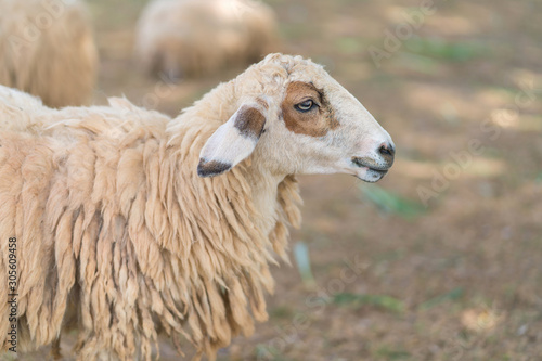 cute long wool sheep on the farm