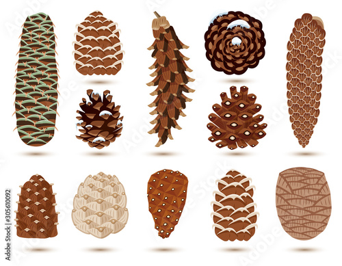 Set of Pine and Spruce Cones Isolated on White. Vector illustration.
