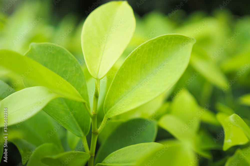 Green leaf nature on greenery background Green leaf nature on greenery background