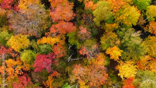 Wallpaper Mural Beautiful fall landscape over looking Northern Michigan in peak colors looking down on trees above hidden road Torontodigital.ca