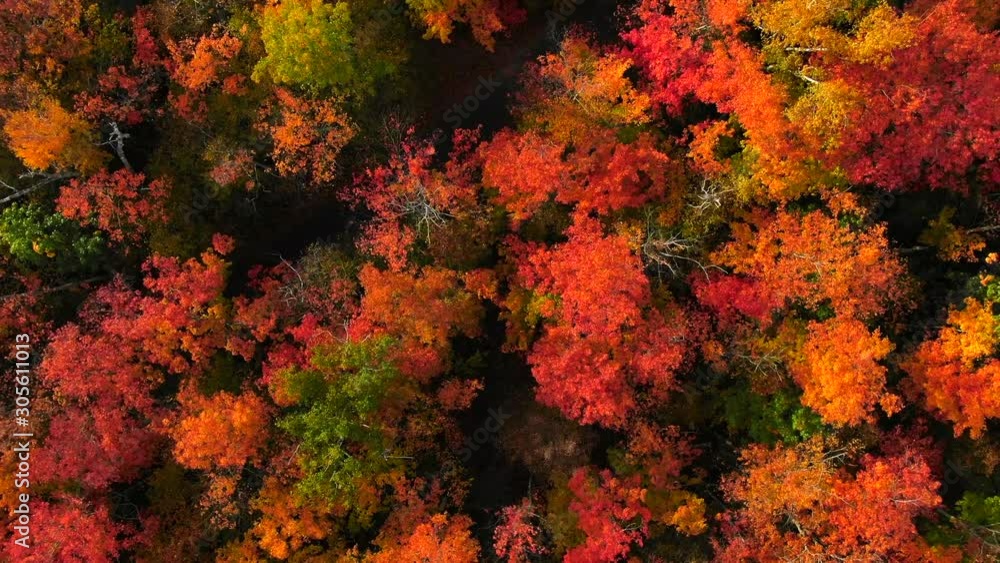 Beautiful fall landscape over looking Northern Michigan in peak colors looking down on trees Beautiful fall landscape over looking Northern Michigan in peak colors looking down on trees