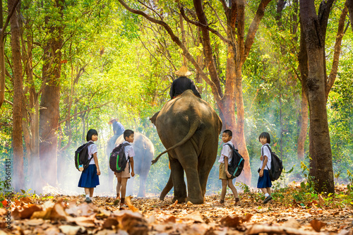 Mahout and student little asian in uniform are raising elephants on walkway in forest. Student little asian girl and boy singsong with elephant and Turned to look at the call, Surin, Thailand.