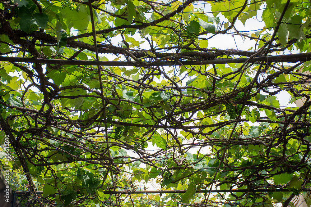 grapevine grapevine