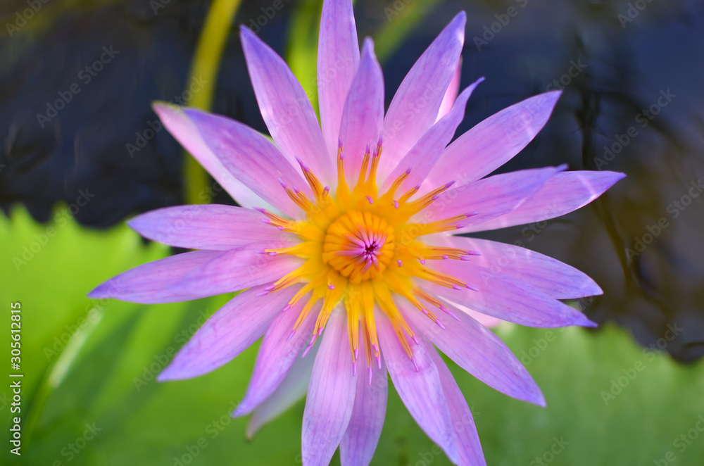 Close up of a pink water lily Close up of a pink water lily