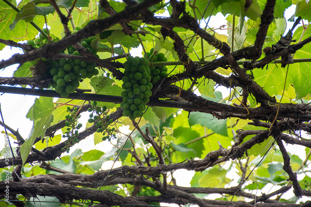 grapevine grapevine