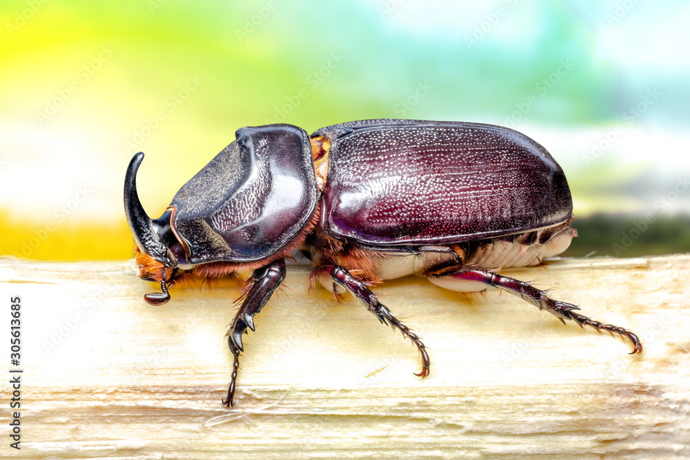.Small insect.Dynastinae in a large tropical forest, macro photo .Small insect.Dynastinae in a large tropical forest, macro photo