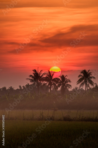 Big yellow sunset over the palm trees in farmland for summer background