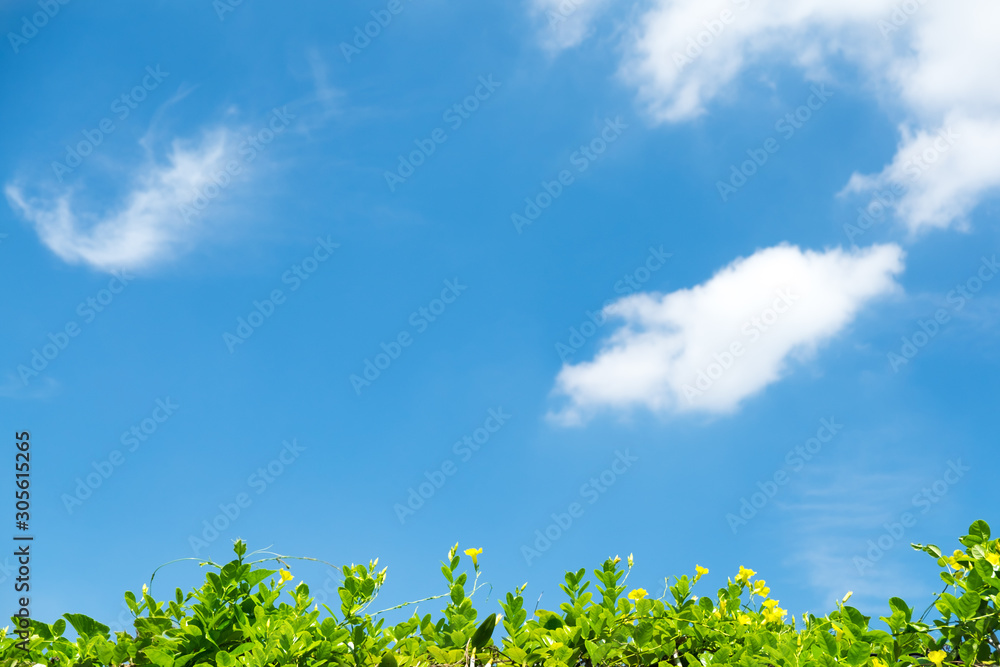 Yellow Dipladenia over blue sky with white clouds. Yellow Dipladenia over blue sky with white clouds.