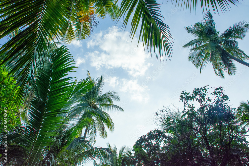 Blue sky Coconut leaf frame texture background Blue sky Coconut leaf frame texture background