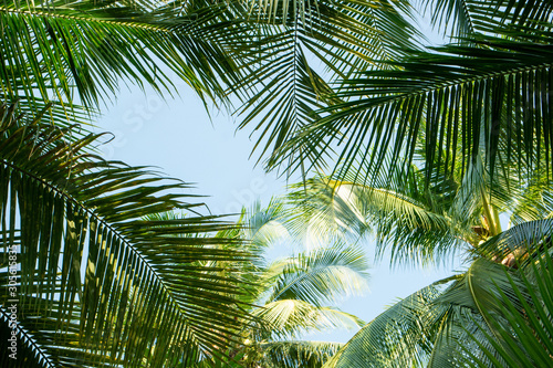 Blue sky and Coconut leaf tree beautiful frame background