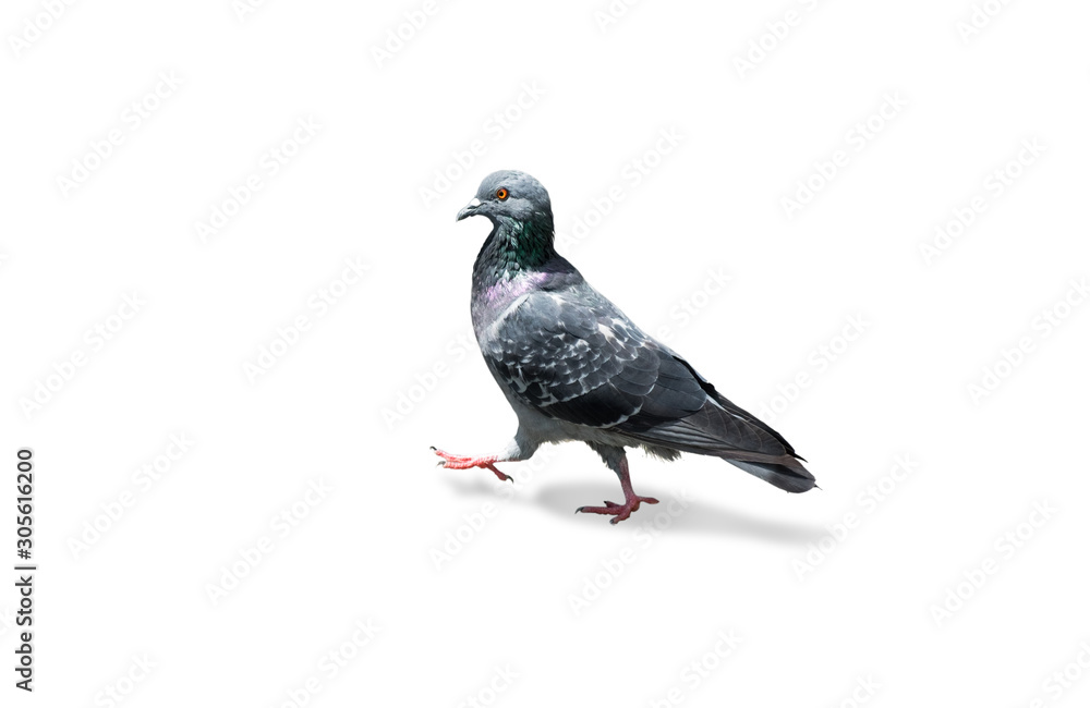 Fototapeta premium gray dove isolated on white background. pigeon bird. olumba livia. (with clipping path selection)