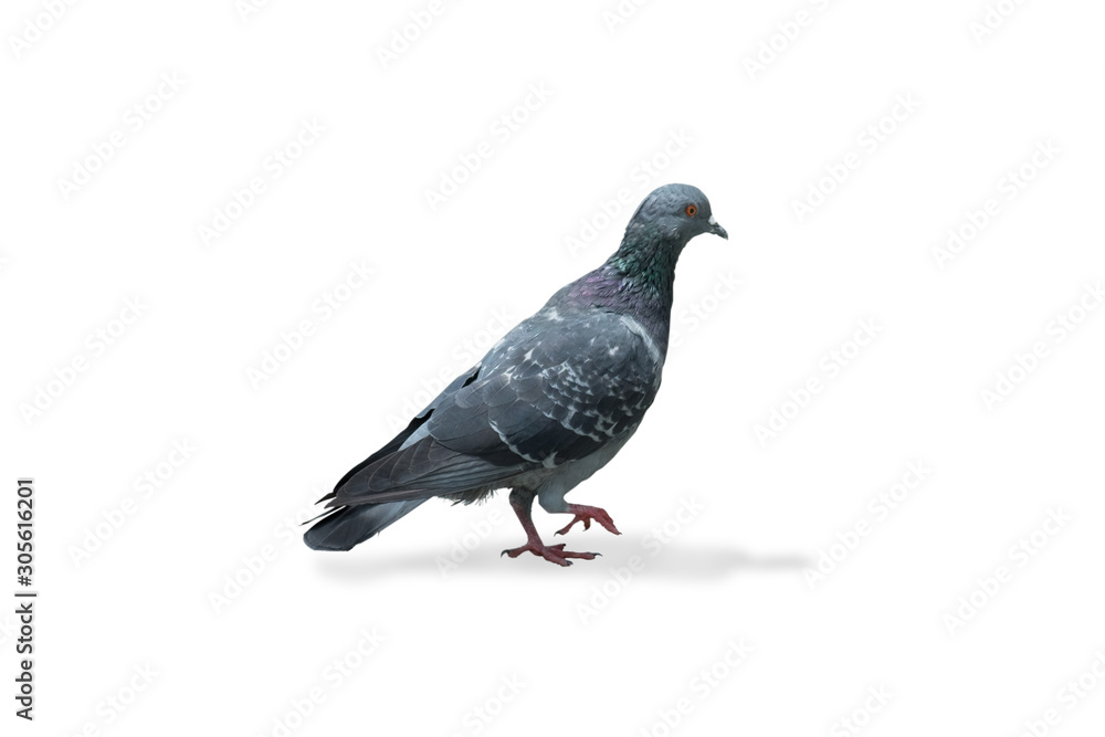 gray dove isolated on white background. pigeon bird. olumba livia. (with clipping path selection) gray dove isolated on white background. pigeon bird. olumba livia. (with clipping path selection)