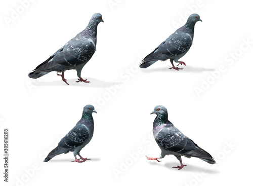 gray dove collection isolated on white background. pigeon bird. columba livia. (with clipping path selection)