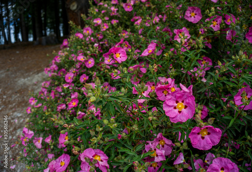 Fototapeta Naklejka Na Ścianę i Meble -  2019 exotic flowers pink nature garden beatiful spring new zealand
