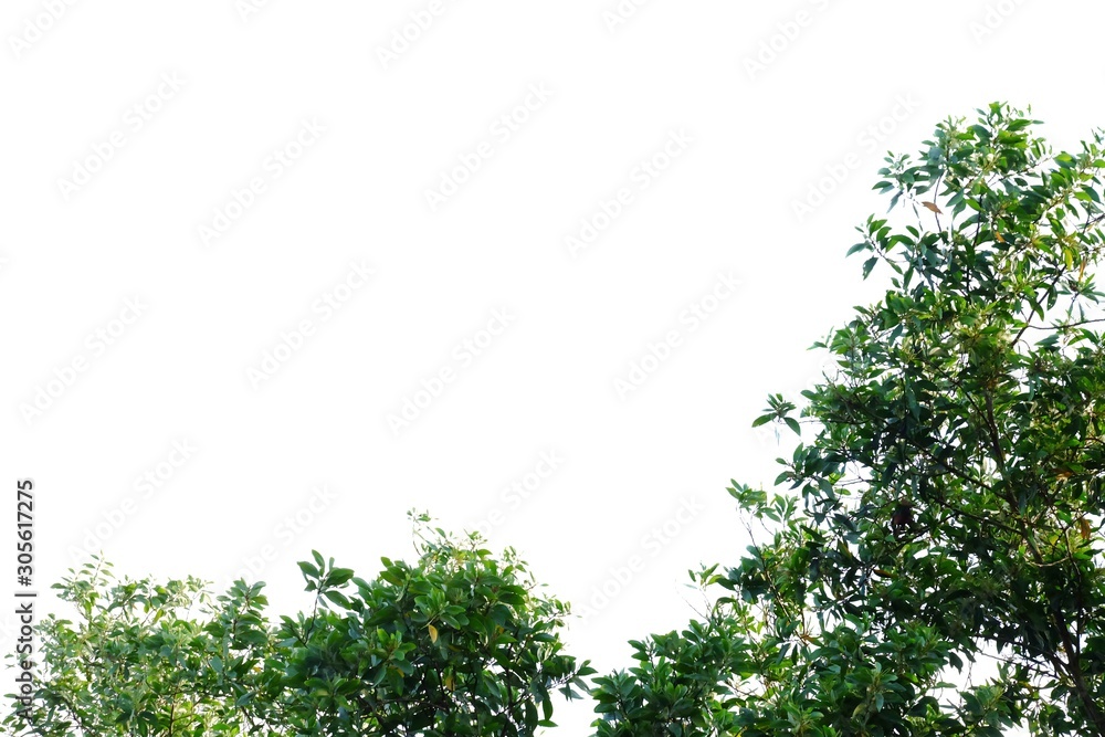 Tropical fern leaves in botanical garden with dark light background Tropical fern leaves in botanical garden with dark light background
