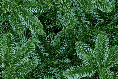 Background of Green Christmas tree branches - christmas background