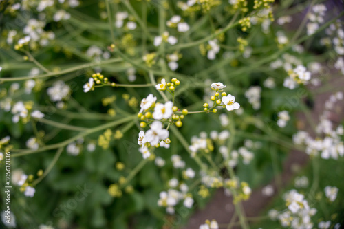 2019 exotic flowers small white super blur nature garden beatiful spring new zealand © KatiBusnello
