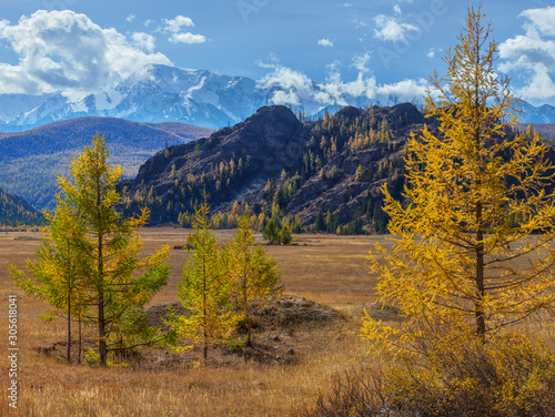 Picturesque mountain valley, Altai. Sunny autumn day. Yellow trees and snow-capped peaks.
