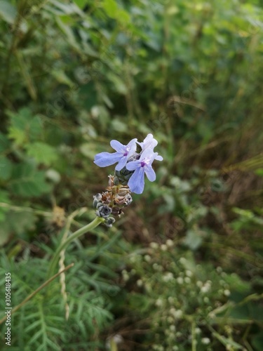 blue flower