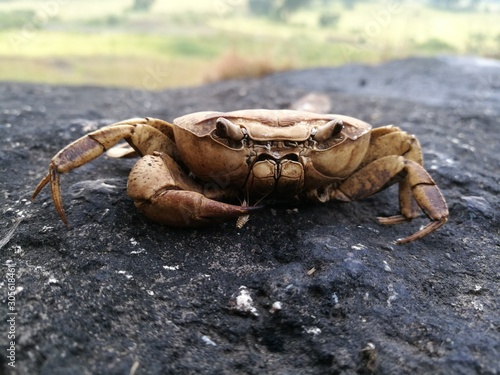 crab