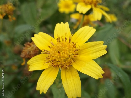 yellow flower
