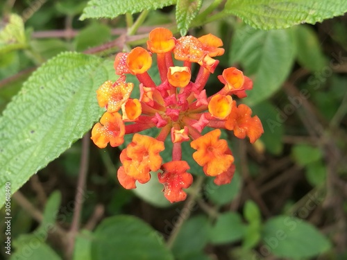 flower