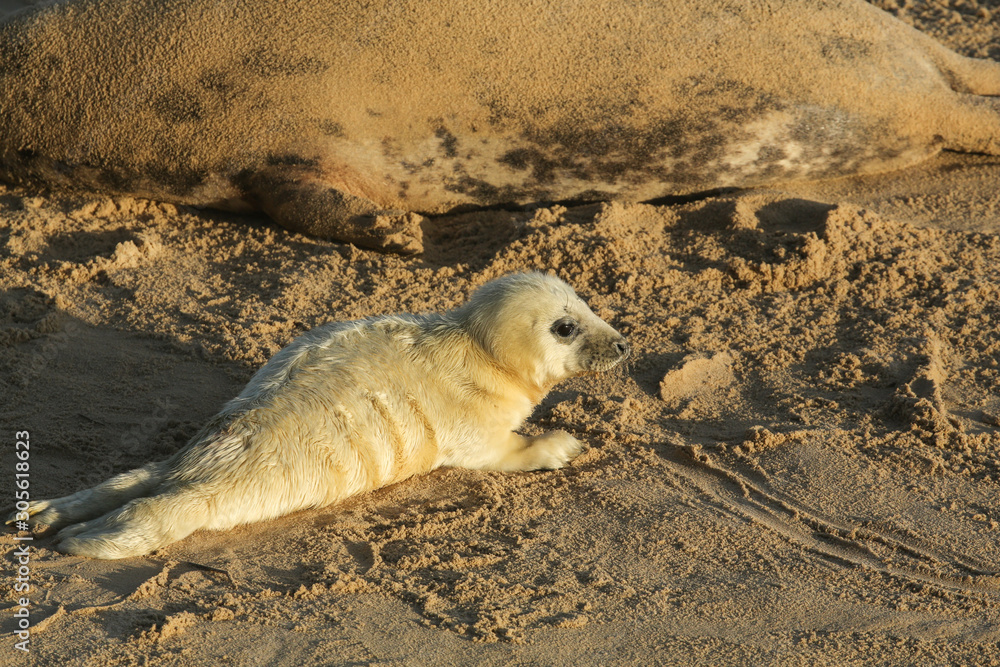 Obraz premium A new born Grey Seal pup (Halichoerus grypus) lying on the beach on a sunny day at Horsey, Norfolk, UK.