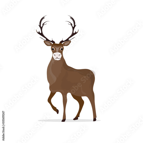 Deer for your design. Beautiful Deer in white background. Vector illustration, objects of isolation.