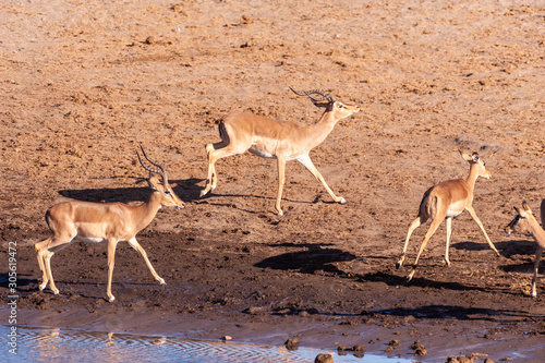 A group of Impalas -Aepyceros melampus- running nervously around a waterhole in Etosha National Park, Namibia. photo