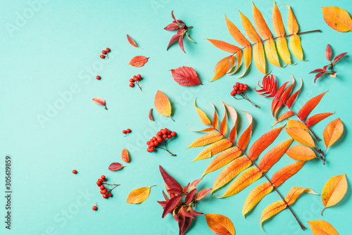 Creative layout of colorful autumn leaves over blue background. Top view. Flat lay. Autumn concept. Season pattern