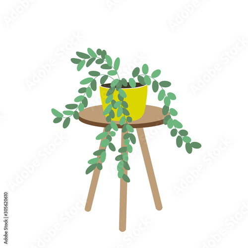 House plant on the table isolated on white background. Potted plants. Stock vector illustration in flat style. photo