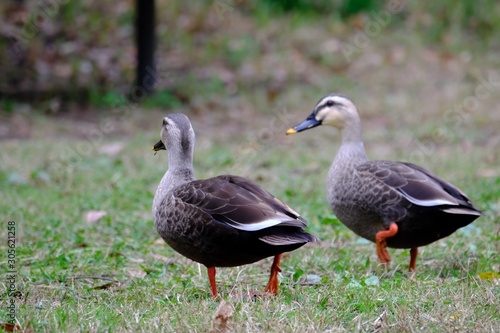 duck in forest