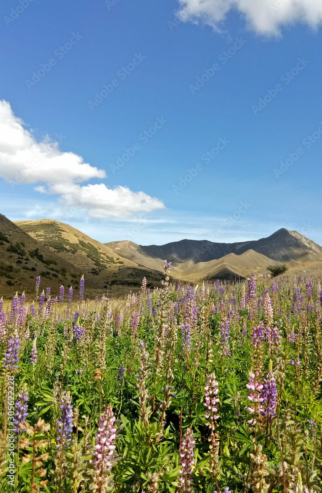 Beautiful Landscape of New Zealand