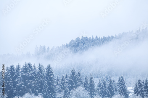 spruce forest in mountains in dense fog