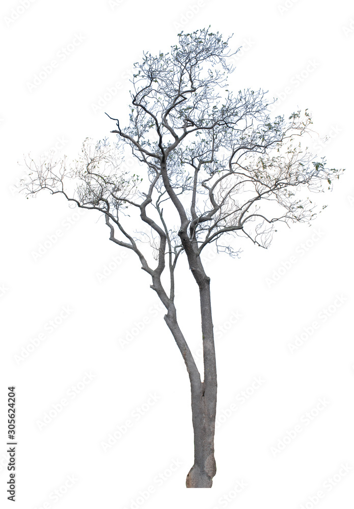 The dead tree that is completely separated from the background with perfection Can be used in many ways The dead tree that is completely separated from the background with perfection Can be used in many ways