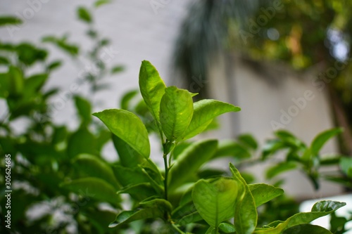 green leaves of herb