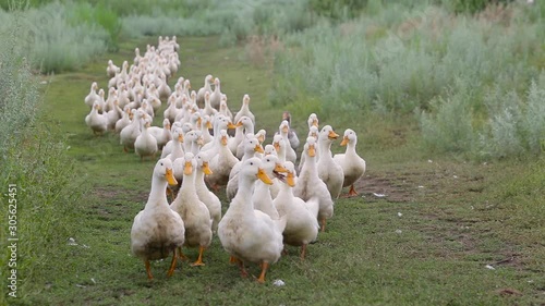 Domestic white ducks with orange beaks walk one after another on the green grass on the farm
