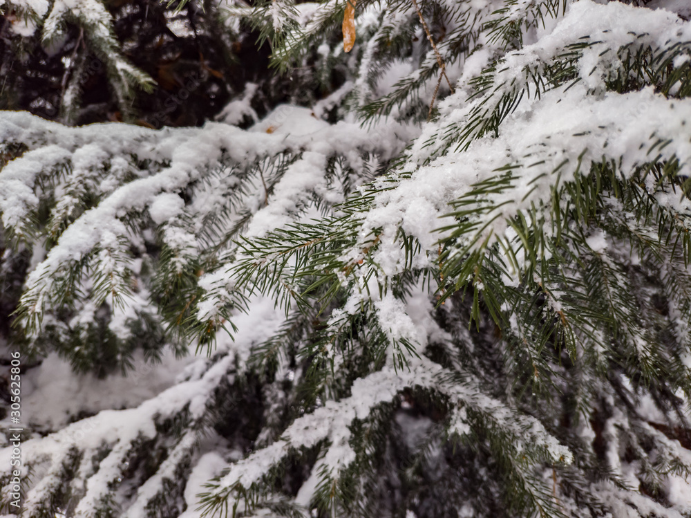 coniferous tree and its branches are covered with snow