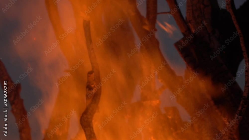 Trees Going Up in Flames in a Forest Fire. Slow motion