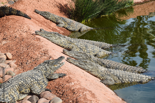 Crocodiles, alligators living in freedom