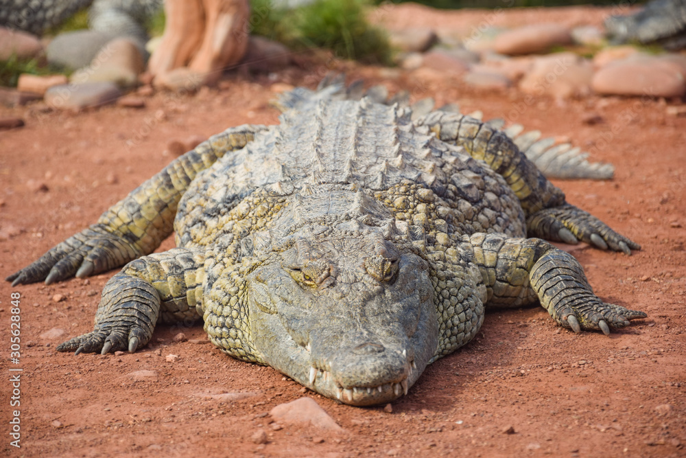 Crocodiles, alligators living in freedom Crocodiles, alligators living in freedom