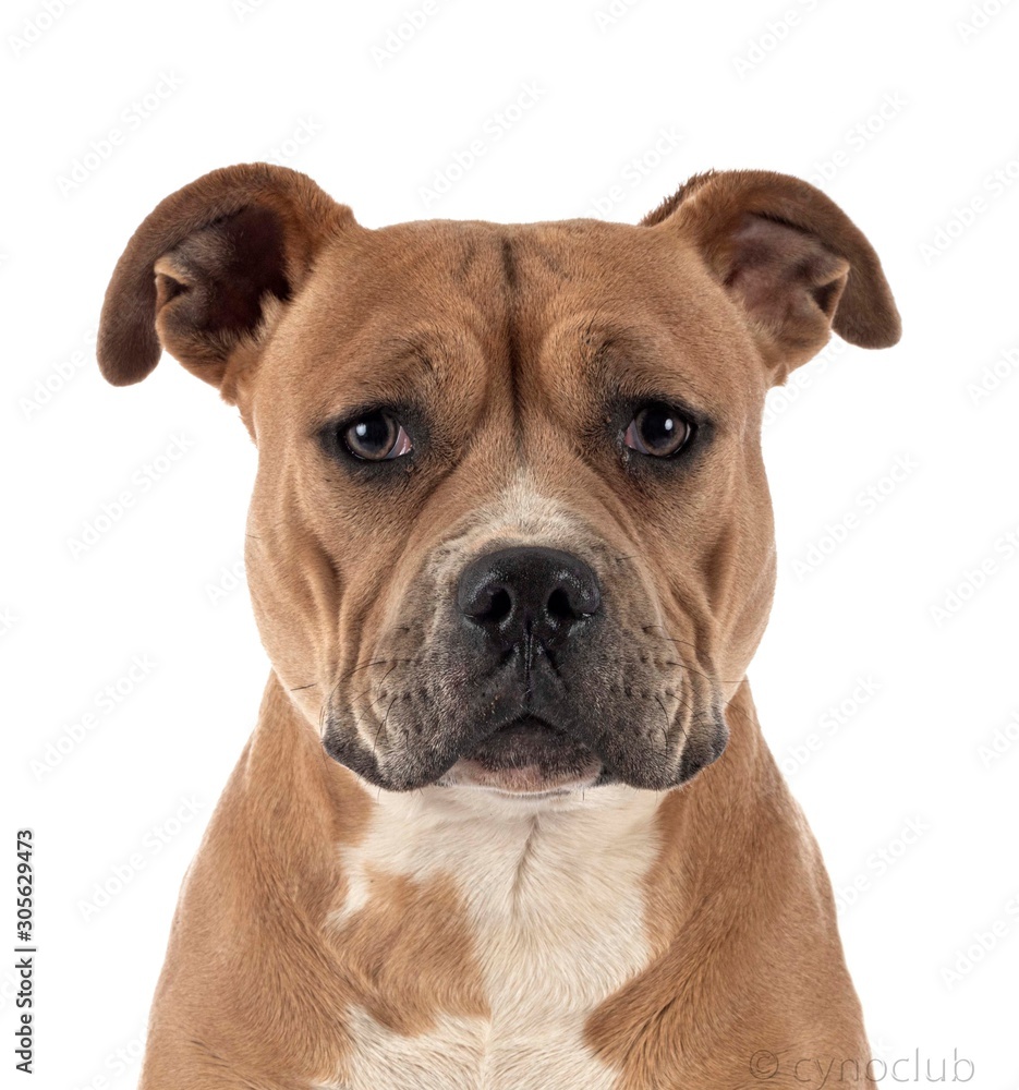 staffordshire bull terrier staffordshire bull terrier