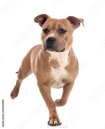 staffordshire bull terrier © cynoclub