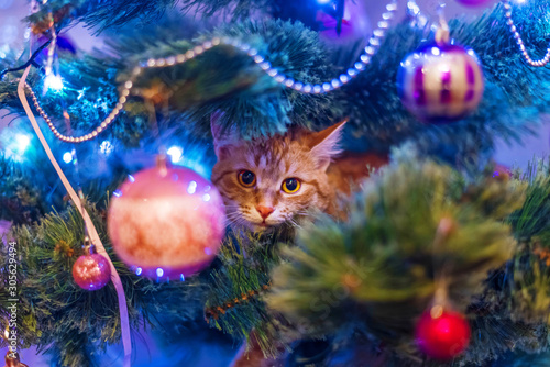 Cat on Christmas tree. Naughty cute kitten.