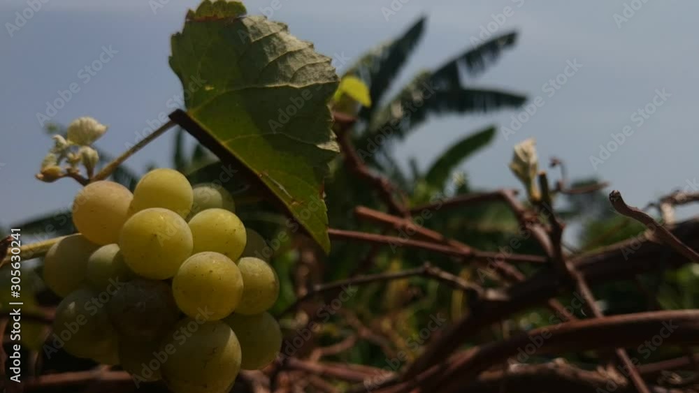 a bunch of grapes on a stalk of the vines a bunch of grapes on a stalk of the vines