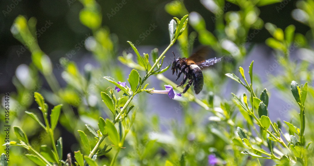 A carpenter bee in flight hovering above a small purple flower in nature image in horizontal format A carpenter bee in flight hovering above a small purple flower in nature image in horizontal format