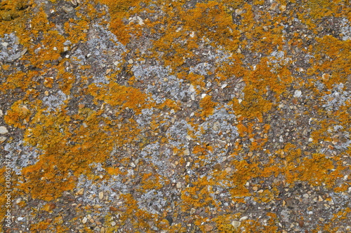 Moss growing on the wall as abstract background